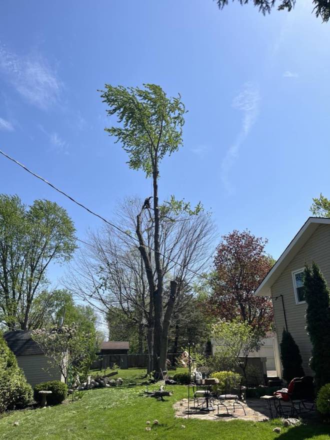 Tall tree being removed beside a home and back patio