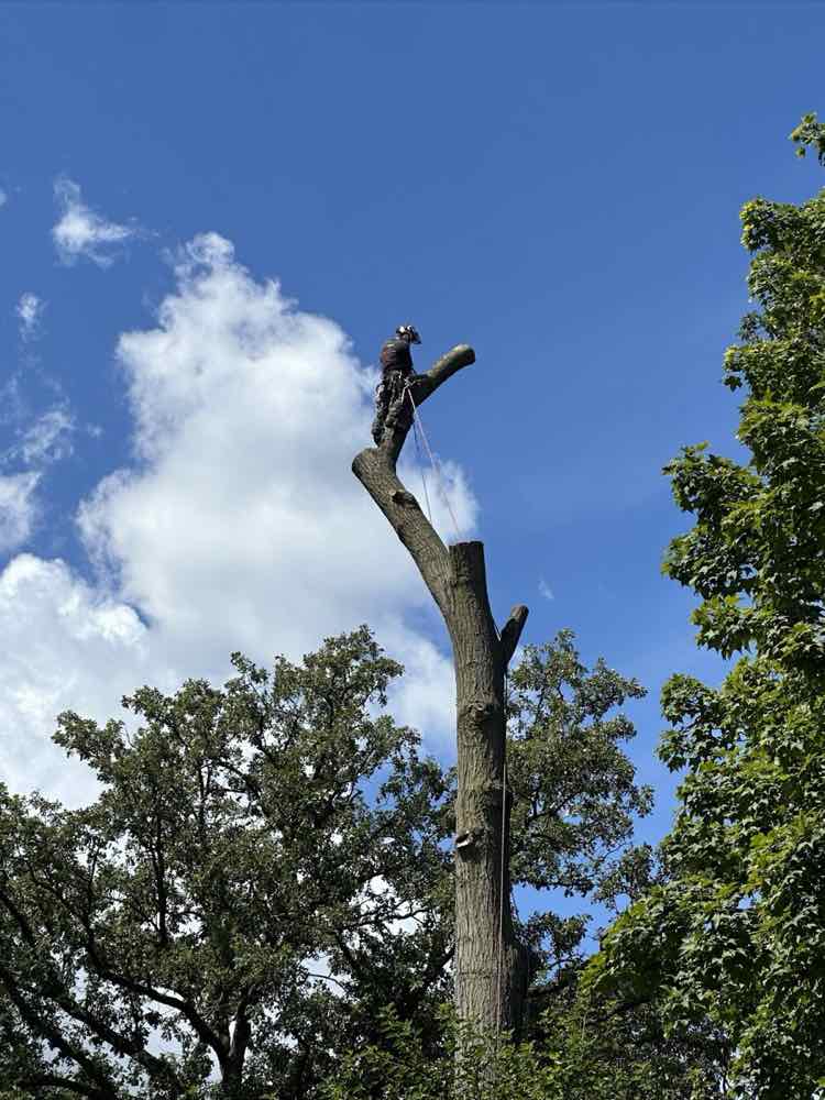 Large tree being taken down in sections near a home