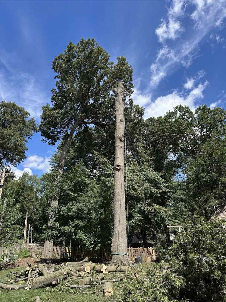Tree trimming work on a Fort Wayne property