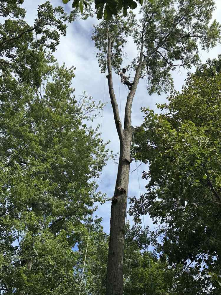 Stump cleared and area cleaned up after tree work
